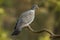 Ringdove, Columba palumbus