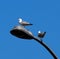 Ringed Billed Gulls Or Larus Delawarensis On Street Lamp