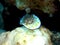 Ringed Chromodoris nudibranch Red Sea