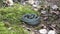 Ringed grass snake on moss in spring forest