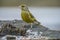 Ringed Greenfinch (Carduelis chloris)