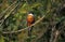 Ringed Kingfisher, megaceryle torquata, Adult singing, standing on Branch, Pantanal in Brazil