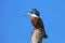 Ringed kingfisher Megaceryle torquata sitting on a wooden pole