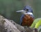 Ringed KIngfisher Perched in a Tree - Panama