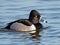 A Ringed-neck Duck floating in the water