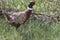 Ringed Neck Pheasant (closeup)