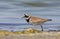 Ringed plover