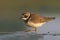 Ringed plover