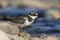 Ringed Plover