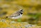 Ringed Plover