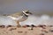 Ringed Plover