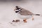 Ringed plover on a beach