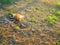 Ringed Plover Bird nesting Eggs