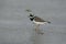 Ringed plover, Charadrius hiaticula