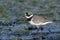 Ringed plover, Charadrius hiaticula