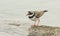 A Ringed Plover Charadrius hiaticula perched on a wall at high tide.