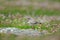 Ringed plover on a coastal area of Noss island, Scotland