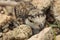 Ringed Plover hiding among the stones