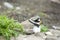 Ringed Plover on Nest