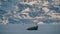 Ringed seal resting on an ice floe while Polar bear stalking behind