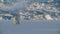 Ringed seal resting on an ice floe while Polar bear stalking behind