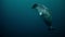 ringed seal swimming underwater