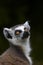 Ringed-tailed Lemur