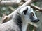 Ringed Tailed Lemur