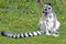 Ringed-Tailed Lemur-Jersey Zoo-Channel Islands