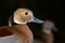 Ringed Teal