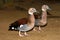 Ringed Teal