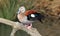 Ringed Teal