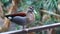 Ringed Teal, Allonetta leucophrys close up