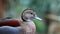 Ringed Teal, Allonetta leucophrys portrait