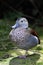 Ringed Teal (Callonetta leucophrys)