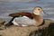 Ringed Teal duck