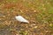 Ringed white dove sitting on the grass in autumn Park