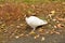Ringed white dove sitting on the grass in autumn Park