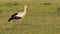 Ringed White Stork in Prairie