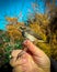 Ringing of a tinny nightingale bird in Madrid