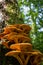 Ringless Honey Fungus (Armillaria tabescens)