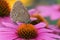 Ringlet, Aphantopus hyperantus