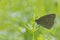 Ringlet (Aphantopus hyperantus).