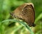 Ringlet aphantopus hyperantus