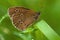 Ringlet Aphantopus hyperantus