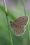 Ringlet Aphantopus hyperantus is a butterfly in the family Nymphalidae