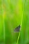 Ringlet, Aphantopus hyperantus resting on straw