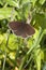 Ringlet butterfly