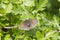 Ringlet butterfly (Aphantopus hyperanthus)