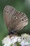 Ringlet Butterfly (Aphantopus hyperantus) on Bramble Blossom